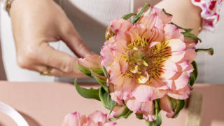 Alstroemeria hybrida ‘Fashionista’ Salmon pink. Alstroemeria hybrida ‘Fashionista’ Salmon pink.