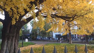 Le ginkgo fait partie des espèces qui devraient s’avérer intéressantes pour faire face au changement climatique.