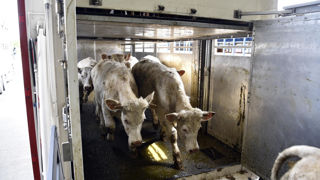 Les autorités sanitaires françaises recensent 3 556 foyer de maladie hémorragique épizootique au 30 novembre 2023. Les autorités sanitaires françaises recensent 3 556 foyer de maladie hémorragique épizootique au 30 novembre 2023.