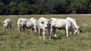 Une hypothèse élaborée par l'Idele et interbev serait de garder les broutards à engraisser en France, notamment les femelles. Une hypothèse élaborée par l'Idele et interbev serait de garder les broutards à engraisser en France, notamment les femelles.