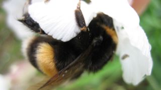 Les bourdons ont été choisis car ils ne pollinisent pas les mêmes cultures que l'abeille mellifère.