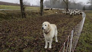 Face au loup, l’Association des utilisateurs de chiens de troupeau (AUCT) du Maine-et-Loire forme les éleveurs à l'utilisation des chiens de protection et sensibilise les usagers de l’espace rural. Face au loup, l’Association des utilisateurs de chiens de troupeau (AUCT) du Maine-et-Loire forme les éleveurs à l'utilisation des chiens de protection et sensibilise les usagers de l’espace rural.