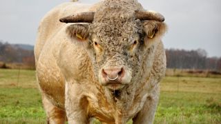 Pour la repro, les deux tiers des éleveurs allaitants optent toujours pour la monte naturelle. Pour la repro, les deux tiers des éleveurs allaitants optent toujours pour la monte naturelle.