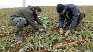 Avec les premiers froids qui arrivent, les colzas vont désormais perdre leurs feuilles. Or pour se faire une idée de l’azote absorbé à l’automne par la culture, il faut réaliser ces premières pesées. Avec les premiers froids qui arrivent, les colzas vont désormais perdre leurs feuilles. Or pour se faire une idée de l’azote absorbé à l’automne par la culture, il faut réaliser ces premières pesées.