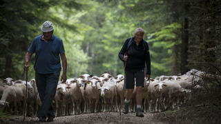 Le dossier "Transhumance, déplacement saisonnier des troupeaux" vient d'intégrer le patrimoine culturel immatériel de l'unesco. Le dossier "Transhumance, déplacement saisonnier des troupeaux" vient d'intégrer le patrimoine culturel immatériel de l'unesco.