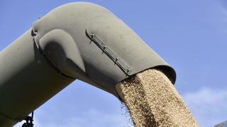 La France confirme un net ralentissement des semis de blé. La France confirme un net ralentissement des semis de blé.