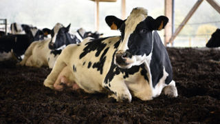 Après plus d’un an de baisse régulière, les prix des produits laitiers industriels ont rebondi légèrement.