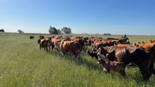 La conduite des bovins dans les États du sud du Brésil n'ont pas grand-chose à voir avec les grands feedlots affectés à l'exportation.