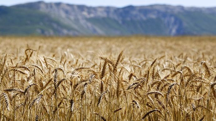 En région Sud Paca, les surfaces de blé dur ont reculé de 36 % entre 2017 et 2021.