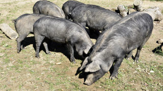 La Confédération paysanne dénonce des mesures de prévention contre le peste porcine africaine incompatibles avec l'élevage de porcs en plein air. La Confédération paysanne dénonce des mesures de prévention contre le peste porcine africaine incompatibles avec l'élevage de porcs en plein air.