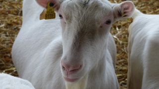 Lorsque la ration ne comprend qu’un seul fourrage, le distribuer une, deux ou trois fois par jour aux chèvres n’a pas toujours d’impact sur la quantité ingérée.