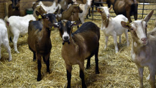 Une chèvrerie de 2 000 m² avec ses 379 bêtes a entièrement brûlé à Nordheim, en Alsace.