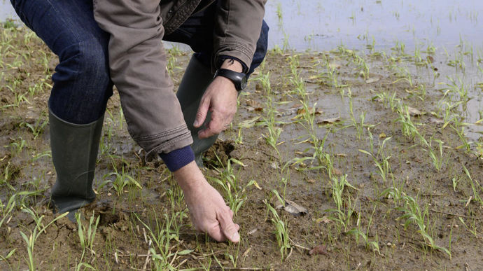 En plus des surfaces non semées, un certain nombre de parcelles ont été semées dans de mauvaises conditions.