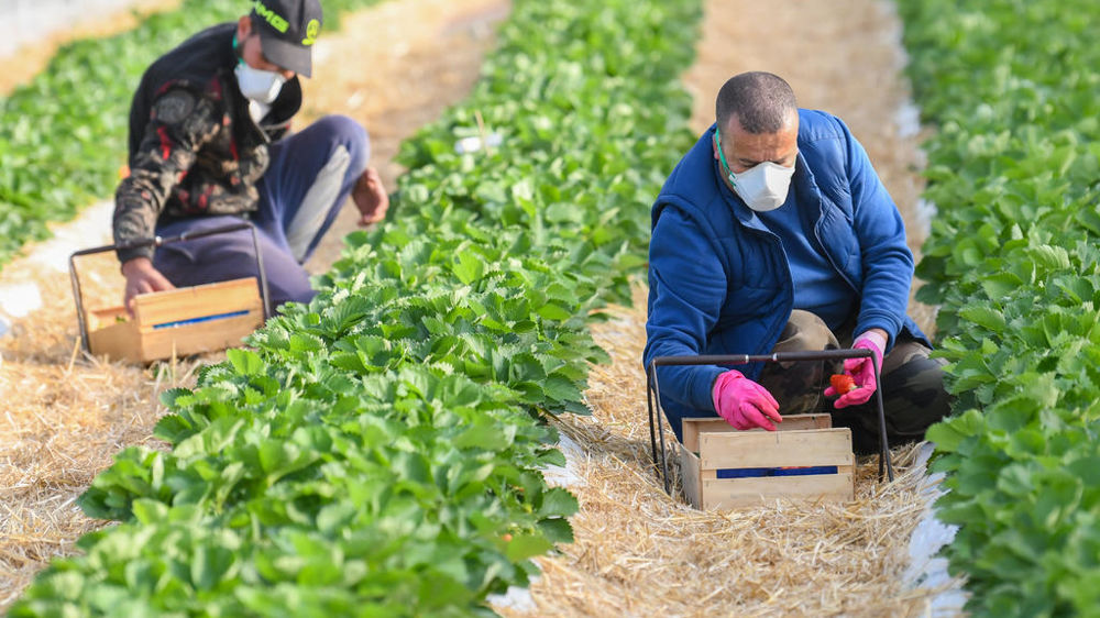 Pendant le confinement, des saisonniers récoltaient des fraises dans la Drôme.