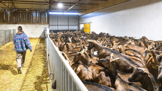 Les chèvres ont la cote auprès des nouveaux installés. Les chèvres ont la cote auprès des nouveaux installés.