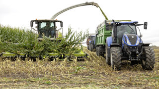 Malgré une plante restée verte jusqu'à la récolte, grâce à des conditions météo clémentes, l'avancée en maturité du grain contribue à des teneurs en MS élevées. Malgré une plante restée verte jusqu'à la récolte, grâce à des conditions météo clémentes, l'avancée en maturité du grain contribue à des teneurs en MS élevées.