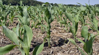 Choisir ses variétés d’après les essais terrain d’Arvalis