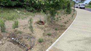 Plante et Cité lance une enquête auprès des collectivités pour savoir comment évoluent leurs pratiques en matière d’irrigation des espaces verts…