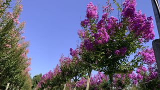 Pépinières Desmartis va fêter les 150 ans de l'entreprise cette année, l’occasion de mettre en avant, entre autres, leur culture phare, le Lagerstroemia.