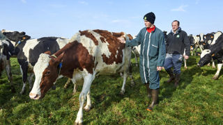 En 2021, plus de 27 000 jeunes ont choisi l'apprentissage dans le secteur agricole. Ici, un jeune en apprentissage dans un élevage laitier morbihannais en 2021. En 2021, plus de 27 000 jeunes ont choisi l'apprentissage dans le secteur agricole. Ici, un jeune en apprentissage dans un élevage laitier morbihannais en 2021.