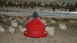 En cumul sur les neuf premiers mois de 2023, les abattages de volailles de chair ont augmenté de 1,6 % en France par rapport à la même période de 2022.