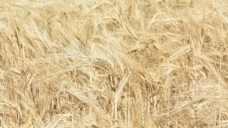 La production française d'orges d'hiver progresse sur un an, à l'inverse de celle de printemps qui recule.