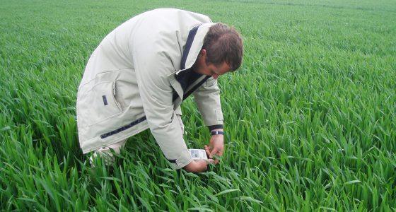 L’utilisation du N-Tester ,associée à la méthode du bilan, permet de réduire significativement les risques de sous et de sur-fertilisation, se rapprochant ainsi de la dose optimale, mesurée a posteriori.