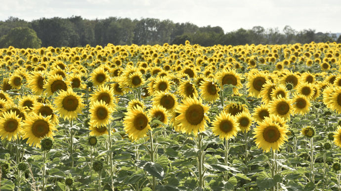 La proportion d'hybrides tolérants aux herbicides a atteint 40 % en 2023.