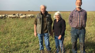 Sur cette parcelle, Évelyne et Henri Sergent (à g.) ont semé en juillet un mélange avoine/vesce/résidus de triage pâturé par les brebis d'Eric Sil.