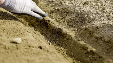 L’application du fertilisant par spots
au moment du semis permettrait
de réduire d’un quart la consommation
d’engrais. L’intérêt économique
resterait toutefois à démontrer.