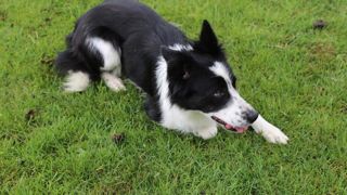 Vinci, Verne, Voulzy, Vivaldi, Vidock... Faites votre choix parmi notre petite sélection de noms pour vos chiens, nobins, ovins, équins, caprins, et porcins.