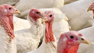 21 650 dindes ont été abattues dans un élevage de la Vendée après la découverte d'un foyer de grippe aviaire. 21 650 dindes ont été abattues dans un élevage de la Vendée après la découverte d'un foyer de grippe aviaire.