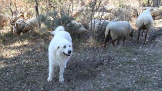 Les demandes d'aides à la protection des troupeaux contre l'ours et le loup sont possibles du 15 janvier au 31 juillet 2024.