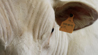 Une enquête va être ouverte contre l'abattoir de Craon, en Mayenne, après une plainte de L214 pour cruauté. (Photo d'illustration)