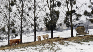 Le ministère de l'Agriculture recensait 3 764 foyers de la maladie hémorragique épizootique (MHE) au 18 janvier 2024.