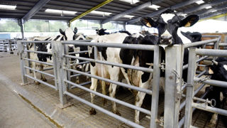 Les bovins sont grégaires et intelligents. Ici un lot de vaches de réforme à Cholet, le plus grand marché aux bestiaux de France. Les bovins sont grégaires et intelligents. Ici un lot de vaches de réforme à Cholet, le plus grand marché aux bestiaux de France.