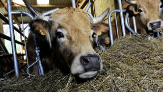 Selon le calendrier de paiement des aides de la Pac, le versement du solde de l'aide bovine doit intervenir normalement à la fin de janvier. Selon le calendrier de paiement des aides de la Pac, le versement du solde de l'aide bovine doit intervenir normalement à la fin de janvier.