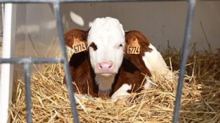 Niches, nurseries, pouponnière, les solutions ne manquent pas pour abriter les veaux. Un choix qui est aussi une composante essentielle de la santé de l'animal.