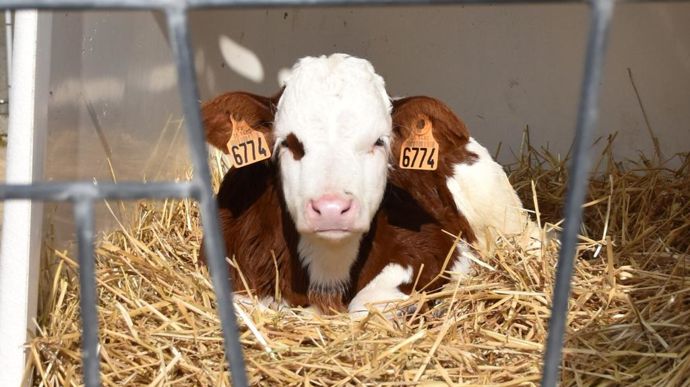 Niches, nurseries, pouponnière, les solutions ne manquent pas pour abriter les veaux. Un choix qui est aussi une composante essentielle de la santé de l'animal.