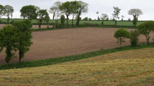 Directive nitrates