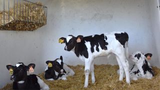 Entre le logement individuel, qui pénalise la socialisation et la croissance du veau, et le grand groupe, qui crée un risque sanitaire, il semble que le petit groupe constitue le meilleur compromis.