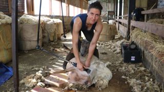 Depuis trois ans, Florence Bertheau parcourt la Bretagne pour tondre les moutons de mars à la fin de septembre.