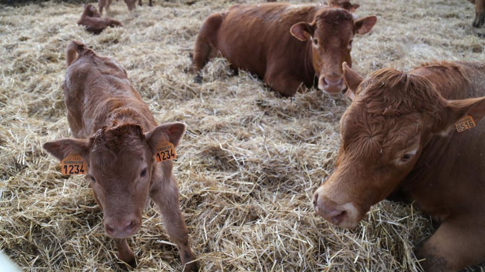 Un décret précise les conditions à remplir par les éleveurs de bovins et ovins dont l’exploitation est touchée par la maladie hémorragique épizootique (MHE), pour percevoir les aides d'urgence annoncées par le gouvernement.