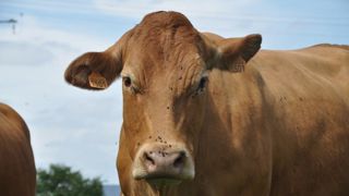 Les foyers identifiés après le 1er janvier 2024 seront traités par le Fonds de Mutualisation Sanitaire et Environnemental Les foyers identifiés après le 1er janvier 2024 seront traités par le Fonds de Mutualisation Sanitaire et Environnemental