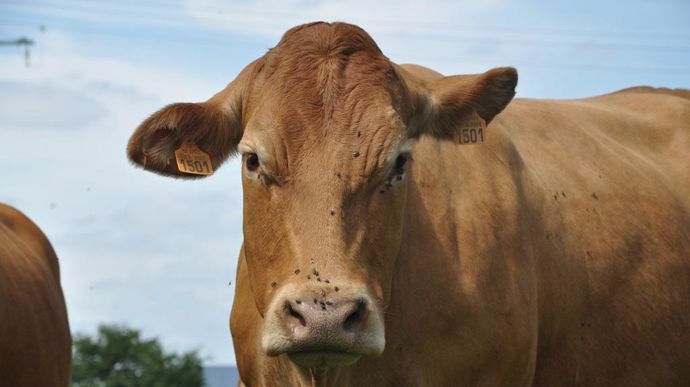 Les foyers identifiés après le 1er janvier 2024 seront traités par le Fonds de Mutualisation Sanitaire et Environnemental