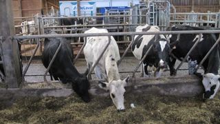 L'ensilage de maïs épi a été testé à Trévarez (Finistère) dans les troupeaux bio et conventionneL