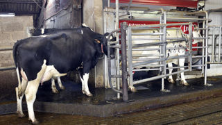 Jean-Louis Hérin, consultant : "Il faut être vigilant sur le choix de la MG. C'est pourquoi je privilégie les matières premières aux aliments concentrés enrichis en MG." Jean-Louis Hérin, consultant : "Il faut être vigilant sur le choix de la MG. C'est pourquoi je privilégie les matières premières aux aliments concentrés enrichis en MG."