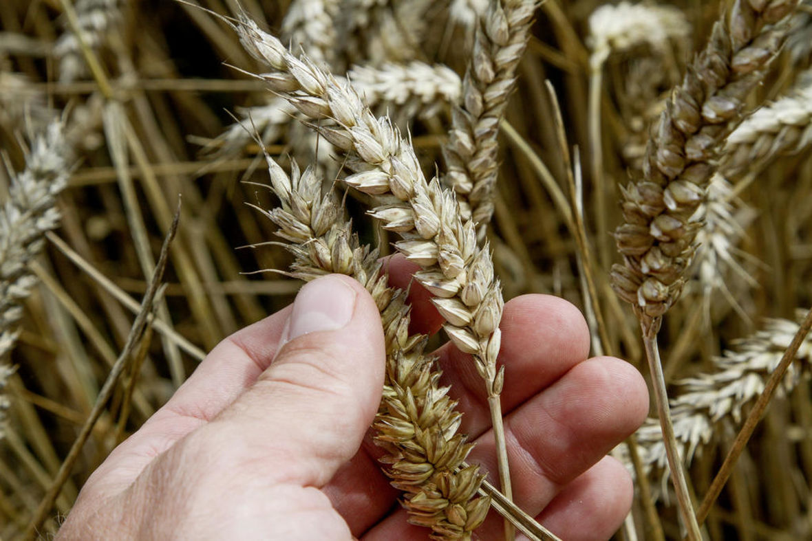 L'agronome Francis Bucaille : « Les sols influent sur la qualité ...