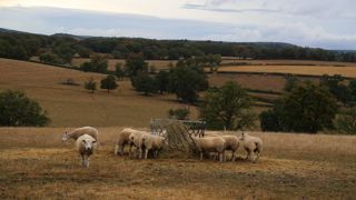 Malgré un taux de renouvellement de ses éleveurs de plus de 90 %, la production ovine reste en bas du tableau dans le classement des revenus annuels, déplore la FNO.