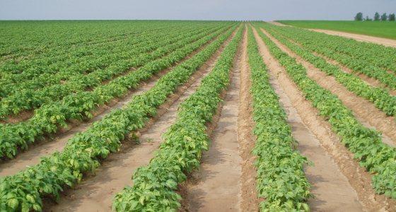 Production de pommes de terres